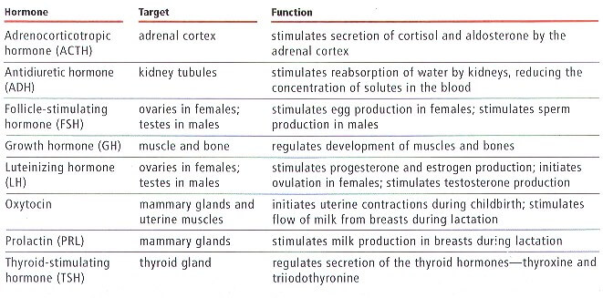 Figure 3.Key pituitary hormones. Reproduced from https://uk.pinterest.com/pin/468092954992018772/